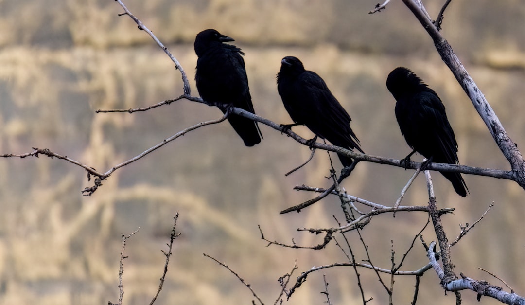 What Crows Know About You